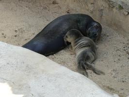 2023 Seehund FENJA mit Jungtier Zoo Frankfurt