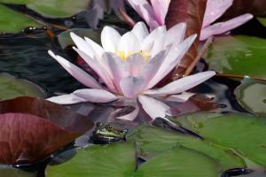 Frosch im Seerosenbecken des Palmengartens Bild Hilke Steinecke