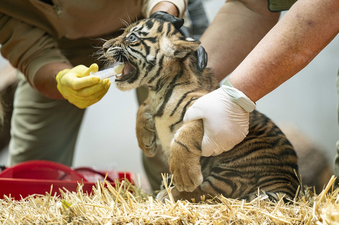 Tiger Jungtier erhalt Wurmkur Salome Roessler 2