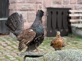 IMG 5093 Foto Zoller Auerhahn und Auerhuhn
