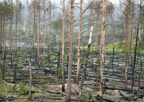 WREDE Waldbrand Juterbog