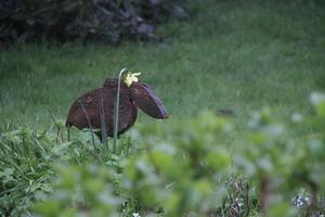 vogelkrut