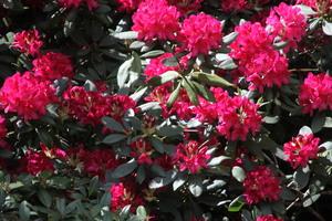 rhodrot