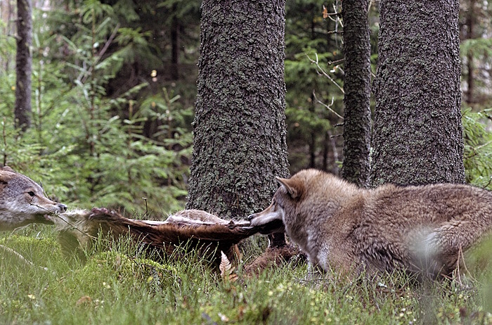 Wilder Grenzgaeger TV3