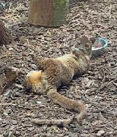 zoo Frankfurt