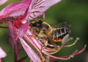 M. willughbiella female IMG klein2