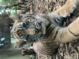 2025 Sumatra Tiger Jungtiere Copyright Zoo Frankfurt