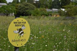 Insektenwiese PG Johannes Braun