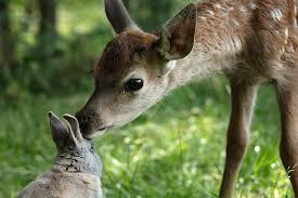 bambi
