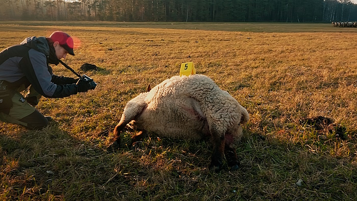 Land Woelfe TV3
