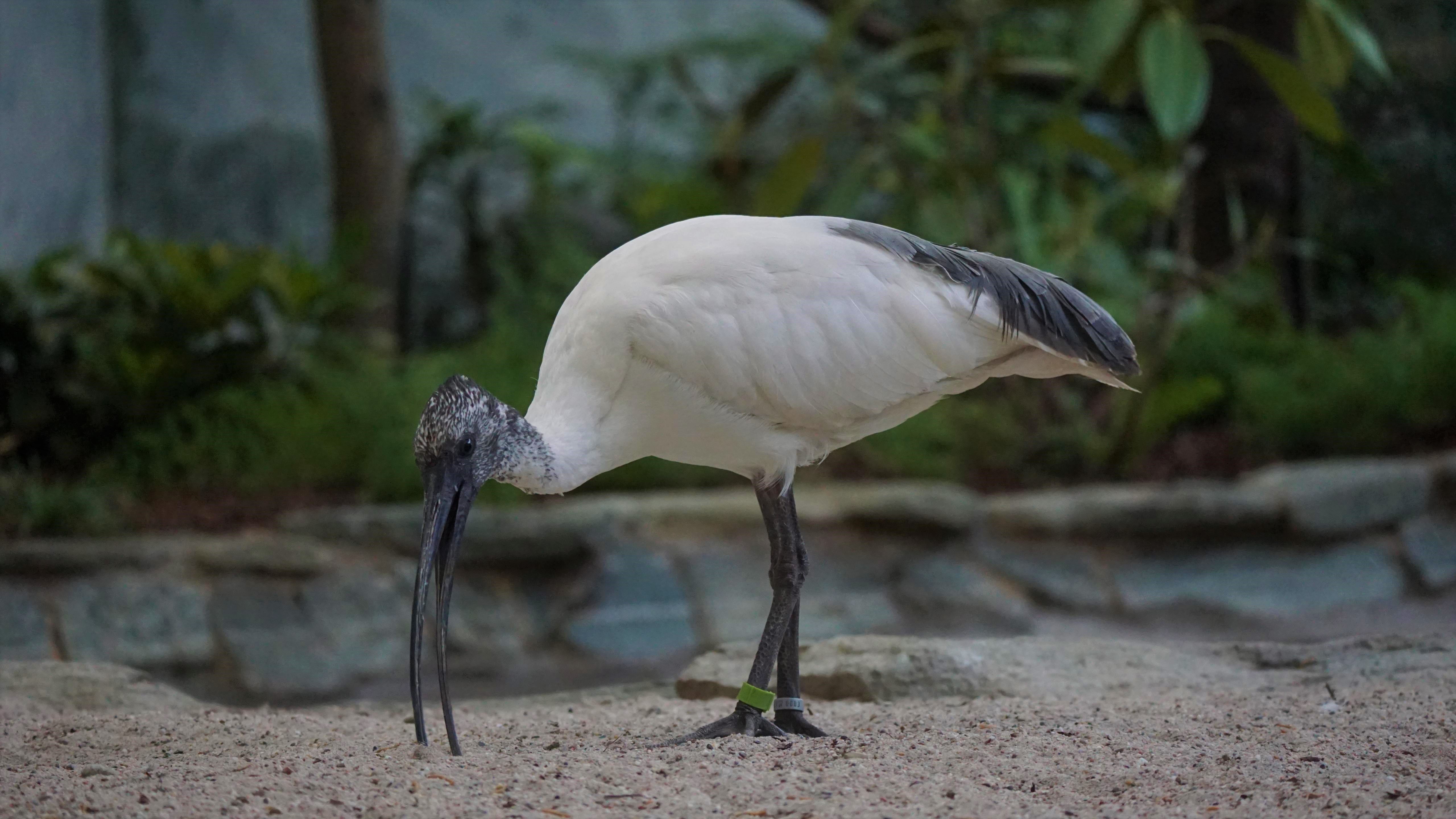 2025 Hellaugenibis Zoo Frankfurt