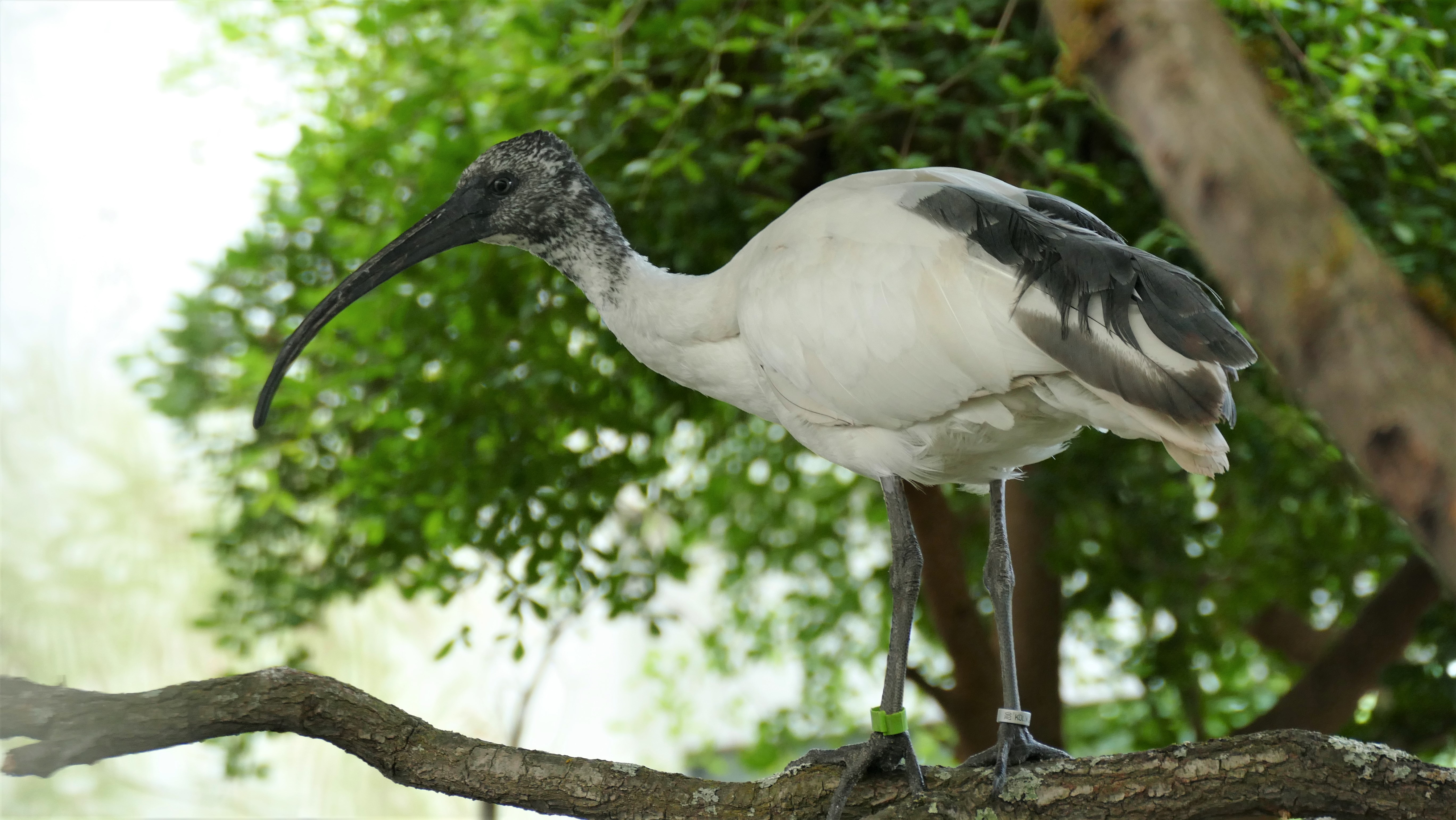 2025 Hellaugenibis Zoo Frankfurt 2