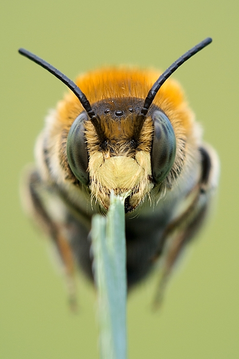 Wildbienen TV1