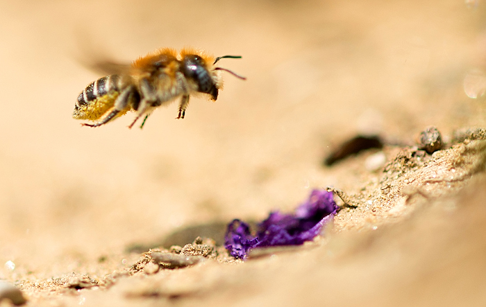 Wildbienen TV2