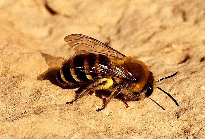 Wildbienen TV3