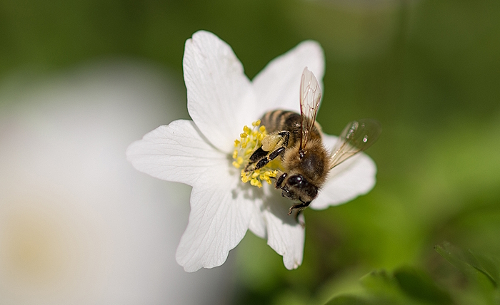 Wilde Bienen TV3