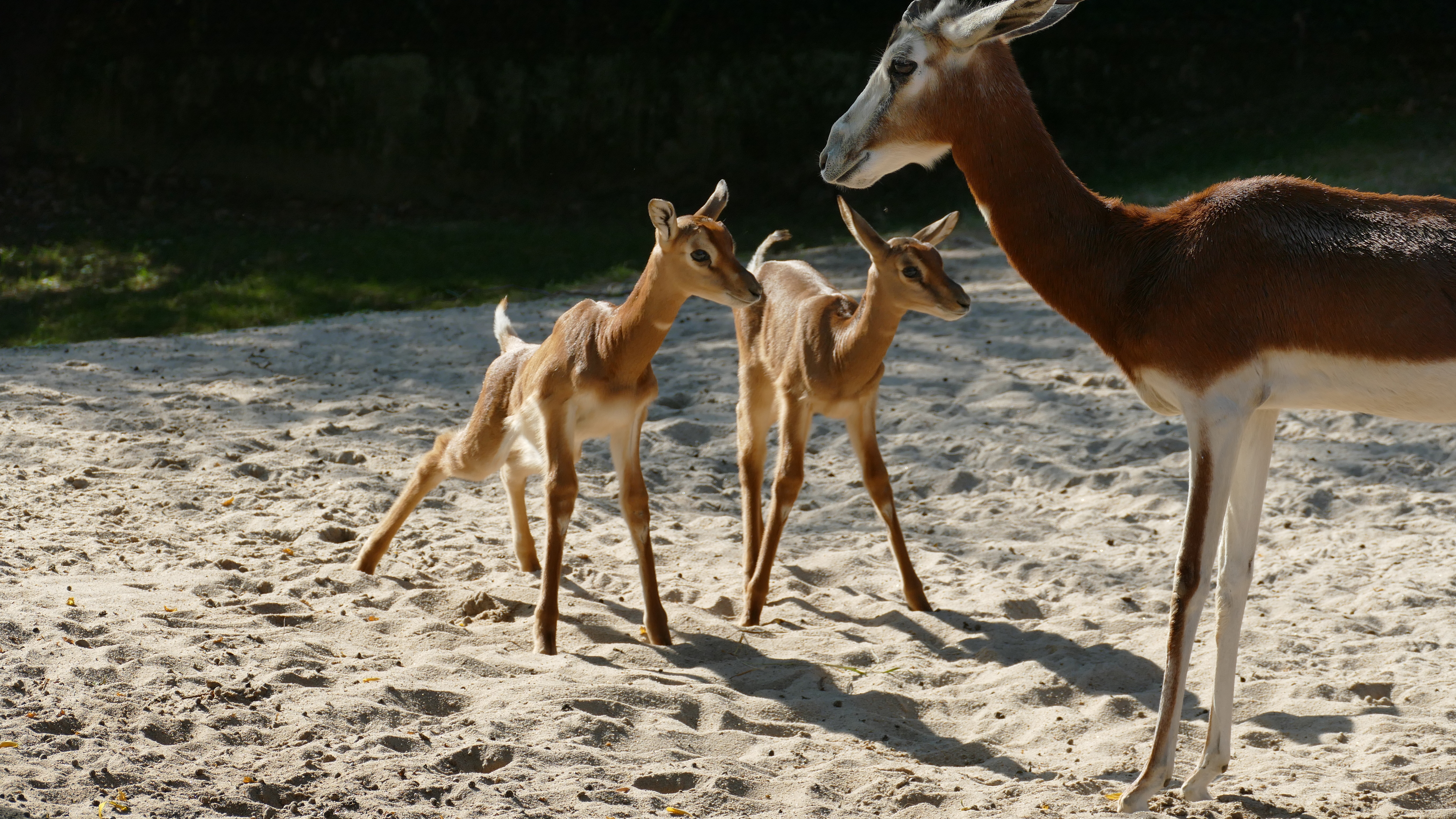 Mhorrgazellen Jungtiere Copyright Zoo Frankfurt