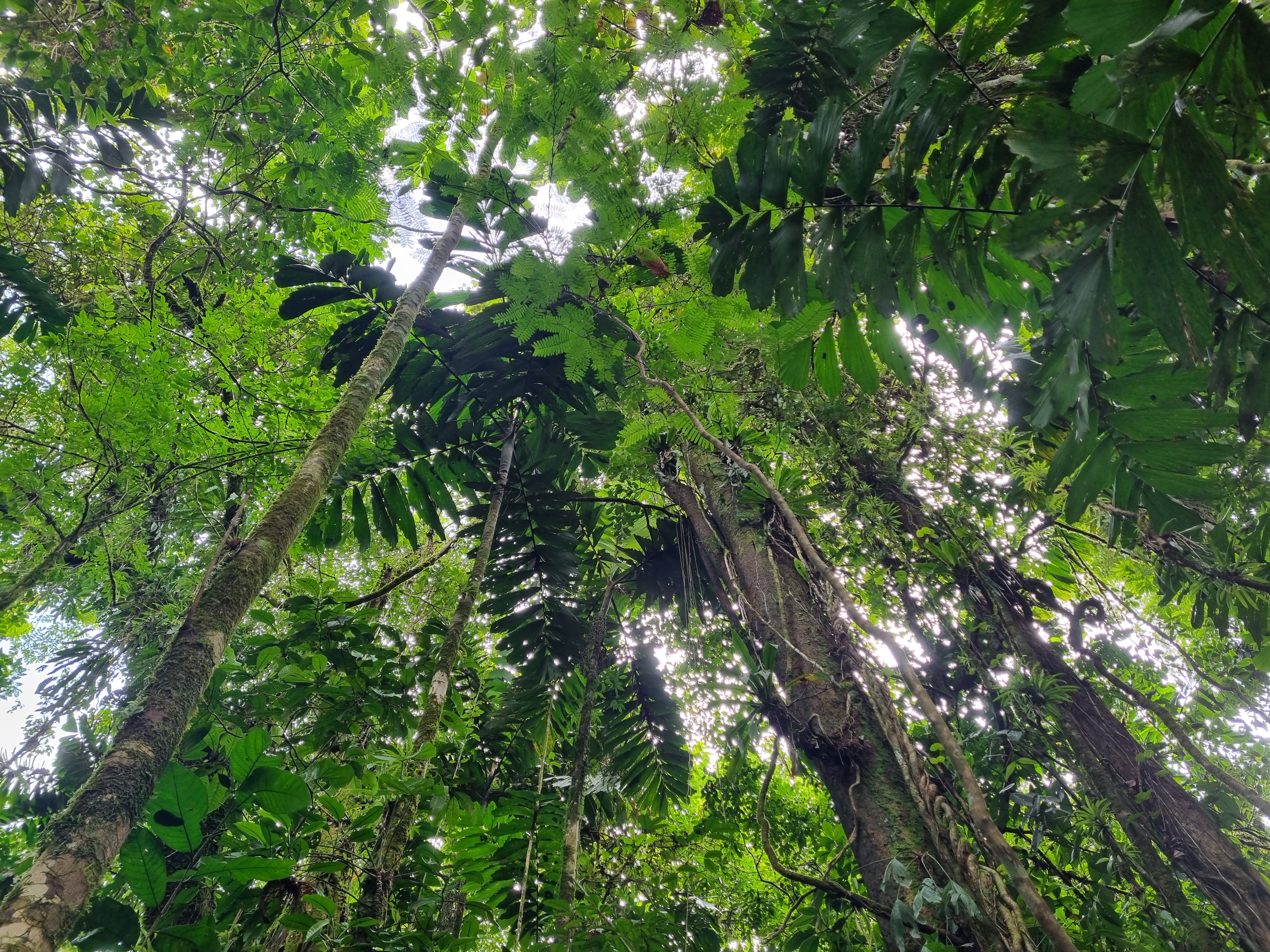 1 Wald Finca Alexis Costa Rica Sept 2024 6